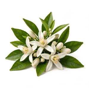 Aceite Esencial de Neroli Puro, Aceite de Aromaterapia Puro de Neroli, Aceite de Aromaterapia Cítrico Floral para Difusor - Product Image 2