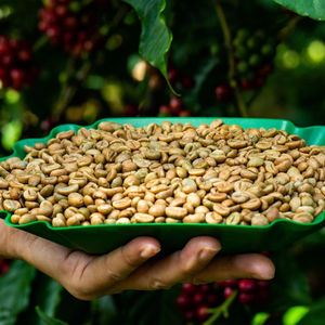 Vietnam Specialty Arabica Green Coffee <b>Beans</b> Size 18 ISO 22000 Certified Grade G1 G2 1000kg Bags Wholesale Factory Direct Export - Product Image 2