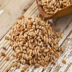 Bulk Sale Of High quality <b>Barley</b> Grains for animal feed <b>barley</b> Grains - Product Image 3