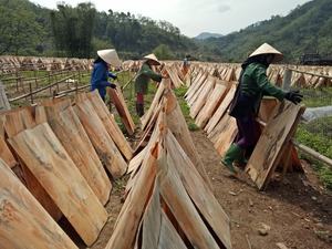 ไม้วีเนียร์ราคาถูกทุกขนาด ไม้ธรรมชาติราคาประหยัดสำหรับตลาดสหรัฐอเมริกา - Product Image 2