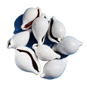White Cowsie Egg <b>Shell</b> premium quality <b>shells</b> for handmade jewelry <b>bracelets</b> necklaces and ornaments Vietnam - Product Image 1