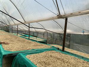 Café Verde Robusta de Vietnam de la Mejor Calidad, Cosecha 2026 - GRADO 1 Natural/Lavado/Proceso Miel - Tamaño 16.18 - Muestra Gratis - Product Image 3