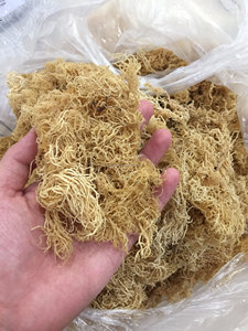 Wholesale Golden Wildcraft Sea <b>Moss</b>/ <b>Dried</b> Eucheuma Cottonii Cheap Price From Vietnam/<b>Dried</b> Eucheuma Seaweed Good Price 2024 - Product Image 6