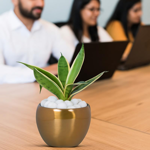 Plante Serpent Argentée Hahnii d'Amulya Farms dans un Élégant Pot en Métal Doré, Plante d'Intérieur Purifiante pour la Décoration de la Maison, du Salon et du Bureau - Product Image 3