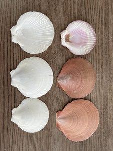 [OFERTA ESPECIAL 2026] DECORACIÓN PARA EL HOGAR DE ANIMALES ESCULPIDOS EN CONCHA MARINA DE VIETNAM - ALTA CALIDAD, GRADO SUPERIOR Y BUEN PRECIO PARA EXPORTACIÓN - Product Image 4