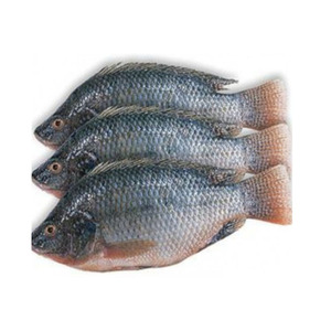 Pescado Tilapia Negro Entero Congelado, Tilapia Congelada para Exportación - Product Image 1