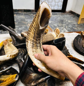 Cuerno de shofar de carnero natural pulido ecológico, venta al por mayor, suministros Religiosos Judaicos, instrumento ritual judío, varios tamaños - Product Image 4