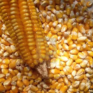 Оптовая продажа, импортные поставщики, корм для животных, желтая и белая кукурузная Кукуруза для человека