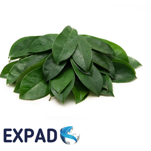 dried soursop leaves wholesale harvested from Vietnam farms, pure natural leaves and naturally dried, suitable for herbal <b>tea</b> - Product Image 2
