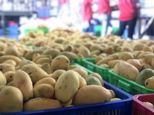 Fabriqué au Vietnam, concentré de jus de mangue en bouteille de 2 L, 30 % de jus, services de fournisseur, OEM - Product Image 3