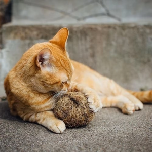 Bolas de Fibra de Coco Hechas a Mano para Gatos – Solución Ecológica para Mascotas - Product Image 1