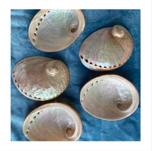 Coquilles d'ormeaux naturelles brutes polies irisées pour la décoration intérieure, artisanat et matériaux d'art DIY - Product Image 1
