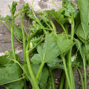 Hojas de Calabaza Congeladas Naturales Puras, Vegetal Verde a Base de Plantas, Alimento de Etiqueta Limpia para Exportación/ Sra. Alina - Product Image 2