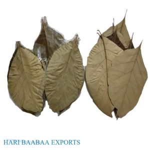 Feuilles de teck séchées naturelles de 19-25 cm / 7 à 9 pouces pour aquarium, lot de 10 feuilles - Product Image 3