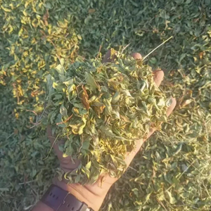 Poudre de henné naturelle séchée |   Poudre de feuilles de Lawsonia Inermis |   Henné pur, teinture capillaire à base d'une seule herbe et art corporel au henné - Product Image 5