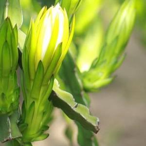 Flor de Pitaya Seca para Uso Culinario, Calidad de Exportación, Ingrediente Vietnamita - Product Image 6