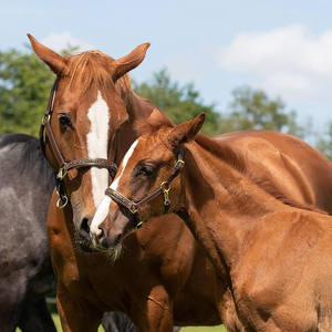 Cabestro de polo de alta calidad y resistencia, construcción robusta para un manejo seguro, entrenamiento, seguridad en la establa y uso ecuestre diario. - Product Image 6