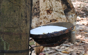 Caoutchouc brut naturel de qualité supérieure en provenance du Vietnam pour l'industrie / Emballage en vrac de la marque Hana VDelta - Product Image 3