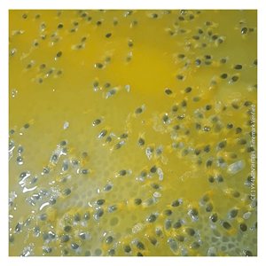Purée de fruit de la passion surgelée 100% naturelle, avec et sans pépins, en vrac, conservation par l'eau - Product Image 2
