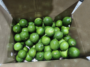 Marca TECHMIFOOD, Limas Cítricas Frescas de Primera Calidad, Color Verde Oscuro, Sin Semillas, de Vietnam (4.5 kg), 45-60 Días de Duración, para Cocinar y Preparar Bebidas - Product Image 5