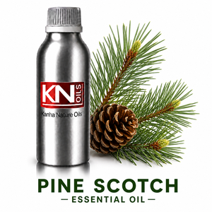 Pine Scotch Essential <b>Oil</b> 100% Pure Organic Certified Cosmetic Grade Bulk Manufacturer & Global Exporter For Aromatherapy - Product Image 1