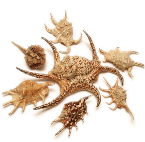 Coquille d'araignée tropicale du Vietnam, conque marine pour la décoration de centres de villégiature, aquarium, artisanat, souvenir, fournitures - Product Image 2