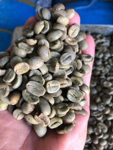 HANCOFFEE 2026 เมล็ดกาแฟโรบัสต้าเวียดนามสีเขียว ผลผลิตใหม่ - ราคาขายส่งถูกที่สุด - บรรจุในถุง PP/ถุงปอกระเจา ขนาด 60 กก. - มีตัวอย่างฟรี - Product Image 4