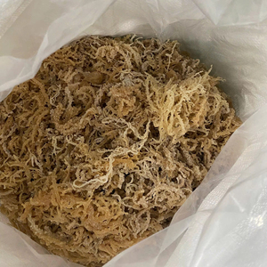 MUSGO DE MAR ORGÁNICO PREMIUM AL POR MAYOR PARA EXPORTACIÓN, MUSGO SECO VIETNAMITA COSECHADO EN SUELA DE MAR, SEASONADO Y PROCESADO, MEJOR PRECIO - Sra. Lily - Product Image 1