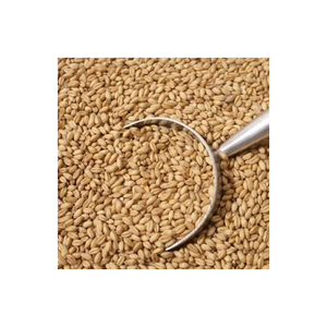 Granos de Trigo de Primera Calidad al por Mayor, Listos para Enviar, Grado Alimenticio, Producto de Exportación de Alta Calidad - Product Image 4