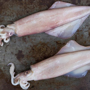 Mejor Precio Calamar Congelado Premium Disponible a Granel Ideal para Proveedores y Mayoristas de Mariscos Calamar Congelado Entero - Product Image 1