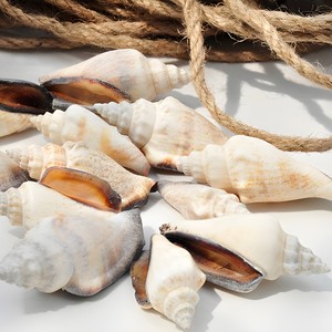 Coquillages naturels de la meilleure qualité, coquillages de plage, coquillages marins en vrac à bas prix. - Product Image 1