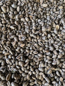 Toadskin Snail <b>Shells</b> - Hermit <b>Crab</b> <b>Shells</b> - Decorative Snail <b>Shells</b> in Many Sizes, Small and Large/ Lima - Product Image 2