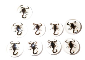 Scorpion noir, spécimen réel, cabochon en plastique rond 25x25 mm, fond plat blanc pour l'artisanat et la fabrication de bijoux - Product Image 1
