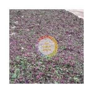 Hojas de Perilla Púrpura Secas al Aire Natural en Venta al Precio Más Bajo, Hoja de Shiso Herbal Japonesa de Vietnam, Folium Perillae Tipo Globo Trade - Product Image 2