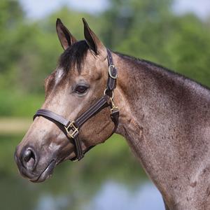 AL RAHMAN TACKS Style italien Premium Quality Horse Riding Halter Cuir véritable Couture fantaisie Couleur/taille personnalisable - Product Image 2