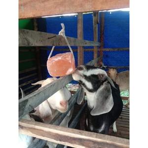 Sal Licks Feed Mineral Stone para ganado Ganado Caballo Camello Vaca Oveja - Product Image 4