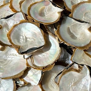 Conchas de ostra perladas, accesorio decorativo para exhibición, venta al por mayor, precio económico, conchas marinas naturales sin procesar - Product Image 2