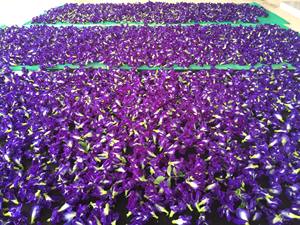 Fleur de pois papillon bleue, tisane séchée 100% naturelle et biologique, origine Vietnam, pour boissons changeantes de couleur - Product Image 3