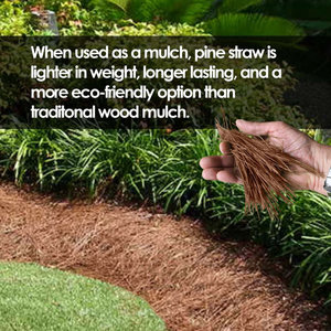 ฟางสนใบยาวอุปกรณ์งานฝีมือธรรมชาติสำหรับ DIY ตกแต่งบ้านและจัดสวนและตกแต่งระเบียง - Product Image 5