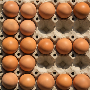 Huevos de gallina frescos con cáscara, aptos para consumo, disponibles en bandejas a granel con soporte de exportación para importadores internacionales. - Product Image 1
