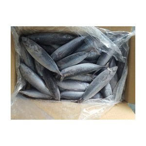 Venta al por mayor de pescado bonito congelado, suministro a granel, bajo precio, alta calidad, pescado de mar - Product Image 2
