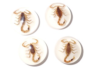 Cabujón Redondo de Plástico con Espécimen Real de Escorpión Dorado Moderno, 25x25 mm, Base Plana Blanca para Manualidades y Joyería - Product Image 3