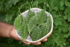 เมล็ดมะระขี้นกสำหรับการเพาะปลูก-ให้ผลผลิตสูง อายุการเก็บรักษา 12 เดือน ยี่ห้อ Cradle of Life - Product Image 2