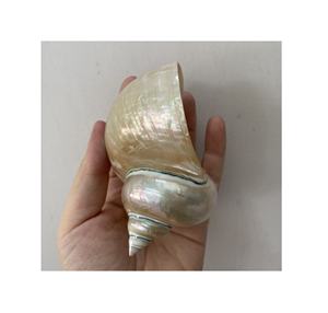 Anneaux de serviette Turbo SHELL polis blancs de haute qualité utilisés pour les décorations de mariage et les cadeaux de fête - Product Image 3