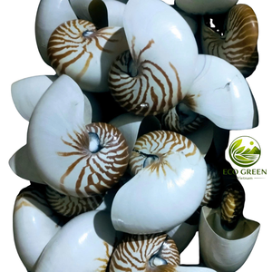Premium Natural Spiral Coastal <b>Shell</b> Decorative Ocean <b>Ornament</b> for Aquarium Beach Decor and Interior Display - Product Image 6