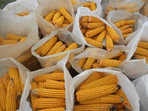 ข้าวโพดเหนียวออร์แกนิกสีเหลืองทองแห้ง 100% ธรรมชาติ ความชื้น 11% อายุการเก็บรักษา 12-18 เดือน 50 กก. 25 ตัน - Product Image 1
