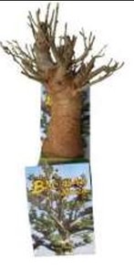 Plántulas de Baobab de 15 Años en Suelo Arenoso Único, Artículo de Decoración para el Hogar, Lujoso y Moderno - Product Image 1