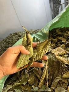 Hojas de guayaba secas de grado exportación, ideales para suplementos herbales y aplicaciones cosméticas, que cumplen con las normas internacionales de seguridad. - Product Image 2