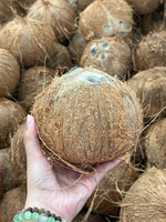 Verse biologische half-ontdopende kokosnoot, heel tropisch fruit, natuurlijk wit vleespulp voor foodservice