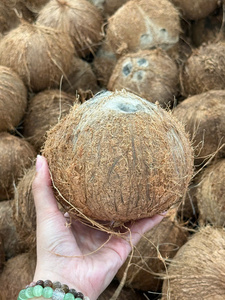 มะพร้าวสดออร์แกนิกแบบกึ่งปอกเปลือก ผลไม้เมืองร้อนเนื้อขาวธรรมชาติ สำหรับธุรกิจอาหาร - Product Image 1